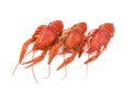 Three red boiled crayfish isolated on white background Royalty Free Stock Photo