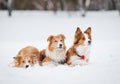Three dogs lying on the snow in winter Royalty Free Stock Photo
