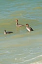 Three Red-breasted Merganser in surf of a tropical beach