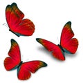 Three red butterfly Royalty Free Stock Photo