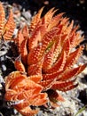 Three red cactus Royalty Free Stock Photo