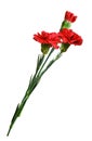 Three red carnation flowers in a bouquet Royalty Free Stock Photo