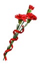 Three red carnation flowers in a bouquet with twisted ribbon Royalty Free Stock Photo