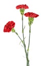 Three red carnation flowers isolated on white background Royalty Free Stock Photo