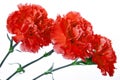 Three red carnation on a white background Royalty Free Stock Photo