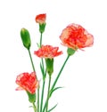 Three Red Carnations