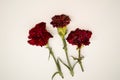 Three red carnations isolated white background. Royalty Free Stock Photo