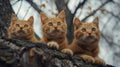 Three red cats climbing a tree trunk in a forest during daylight Royalty Free Stock Photo
