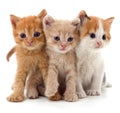 Three red cats Royalty Free Stock Photo