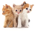 Three red cats Royalty Free Stock Photo