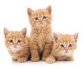 Three red cats. Royalty Free Stock Photo
