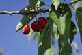 Three red cherries in a cherry tree with bites Royalty Free Stock Photo