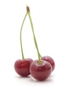 Three red cherries Royalty Free Stock Photo