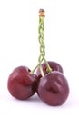 Three red cherries Royalty Free Stock Photo