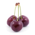 Three red cherries Royalty Free Stock Photo