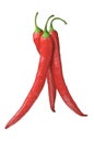 Three red chilly peppers Royalty Free Stock Photo