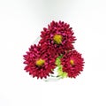 Three Red China Aster flowers closeup isolated on a white background