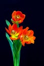 Three red color tulips against black background Royalty Free Stock Photo