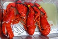 Three red cooked lobsters inside  aluminium try Royalty Free Stock Photo