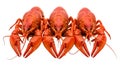 Three Red Crawfish in a Row crayfish lobster Royalty Free Stock Photo