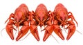 Three Red Crawfish in a Row on White Background crayfish Royalty Free Stock Photo