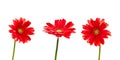 Three red daisies gerbera flowers isolated on white Royalty Free Stock Photo