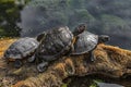 Three red-eared terrapins 1 Royalty Free Stock Photo