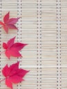 Three red fall leaves Royalty Free Stock Photo