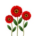 Three red flowers Royalty Free Stock Photo