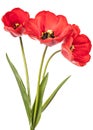 Three red flowers isolated on a white background Royalty Free Stock Photo