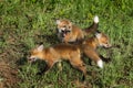 Three Red Fox Kits (Vulpes vulpes) at Play Royalty Free Stock Photo