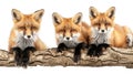 Three red foxes perched over a log, gazing forward with a white background