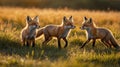 Three Young Foxes in Golden Hour Light Standing in a Grassy Field Royalty Free Stock Photo