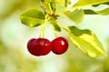 Beautiful ripe fresh red cherries on a branch in a summer sunny day with a light green natural blurry background close-up Royalty Free Stock Photo