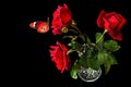 Three red fresh luxurious roses in a crystal vase and red butterfly. Isolated on black Royalty Free Stock Photo