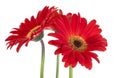 Three red Gerber Daisys Royalty Free Stock Photo