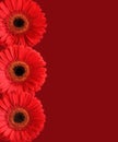 Three red gerbera flowers  isolated on crimson background. Closeup Royalty Free Stock Photo