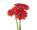 Three red gerbera flowers with water drops on white background Royalty Free Stock Photo