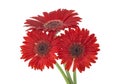 Three red gerberas isolated on white background. Flowers in water drops Royalty Free Stock Photo