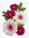 Three red gerberas and two gerberas with a pink center on a white background 18122 Royalty Free Stock Photo