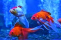 Three red golden fish in the water