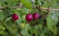 Three red gooseberries on a green background on a macro shot of a summer day. Red berries hang on a branch of a gooseberry bush Royalty Free Stock Photo