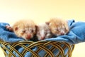 Three red-haired little kittens sleep in wicker basket on blue soft fabric Royalty Free Stock Photo