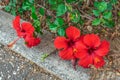 Three red Hawaiian hibiscus flowers grow down on the paved road Royalty Free Stock Photo