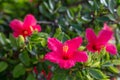 Three red hibiscus flowers on a green background. In the tropical garden. Macro. Detailed Royalty Free Stock Photo