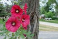 Three red Hollyhock blooms are a beautiful standout