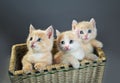 Three red kittens Royalty Free Stock Photo