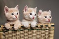 Three red kittens Royalty Free Stock Photo