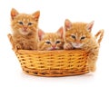 Three red kittens in a basket Royalty Free Stock Photo