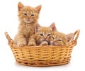 Three red kittens in a basket. Royalty Free Stock Photo